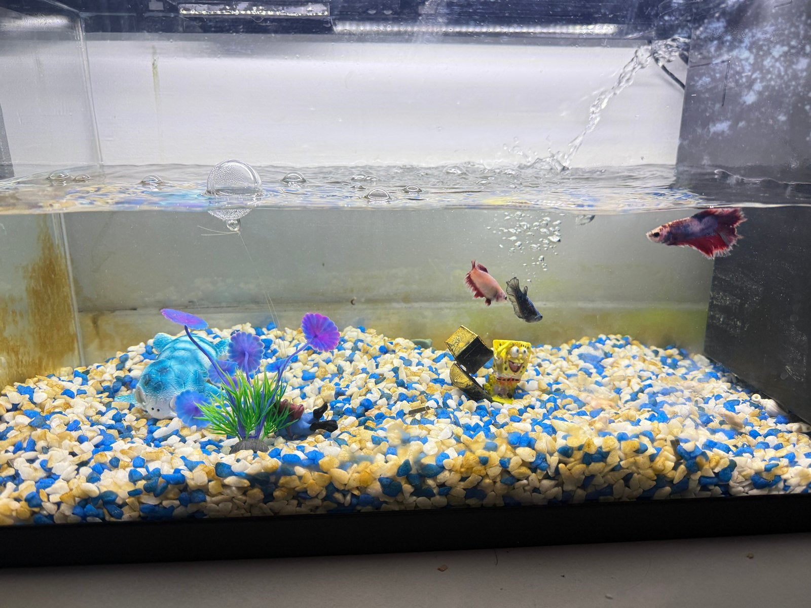 Betta vissen, Dieren en Toebehoren, Vis