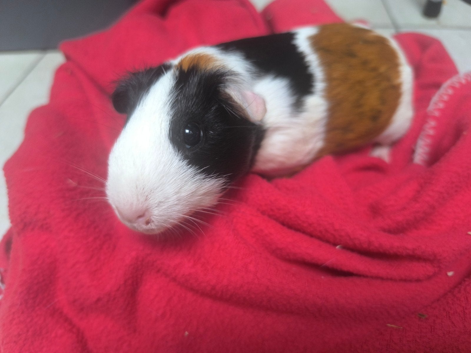 cavia, Dieren en Toebehoren, Knaagdieren, Juni, Cavia