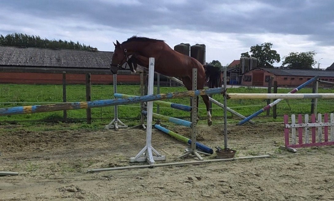 2- jarigen, Dieren en Toebehoren, Hengst, Z