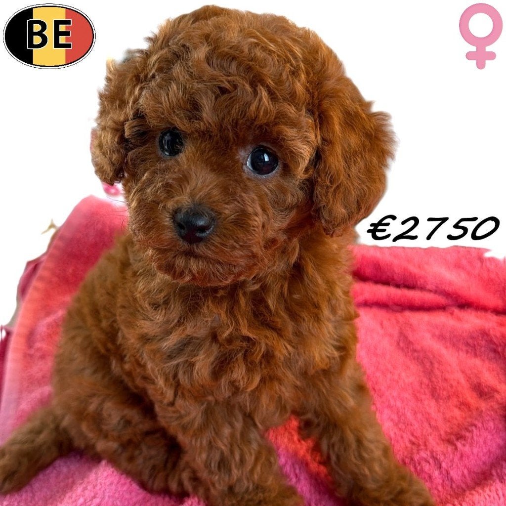 Magnifique Caniche Toy rouge (femelle) chiot belge, Commerçant, Caniche, Maladie de Carré (chiens), Chienne