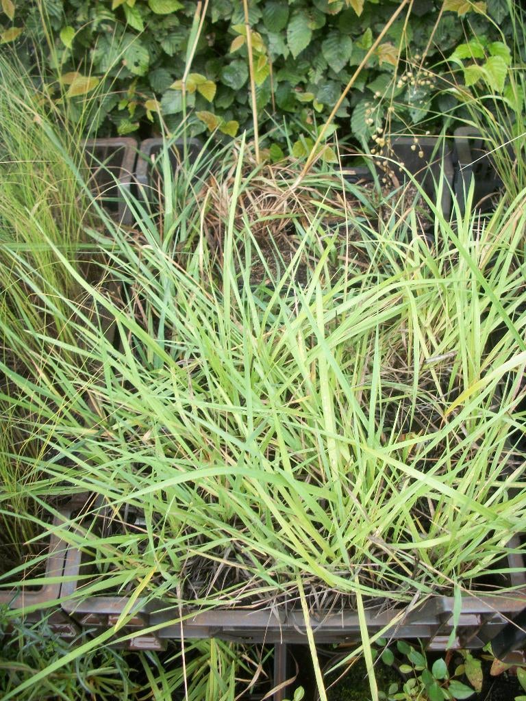 Briza media 27 stuks van hobbykweek, Jardin & Terrasse, Plantes | Jardin, Automne, Plein soleil, Enlèvement, Graminées ornementales