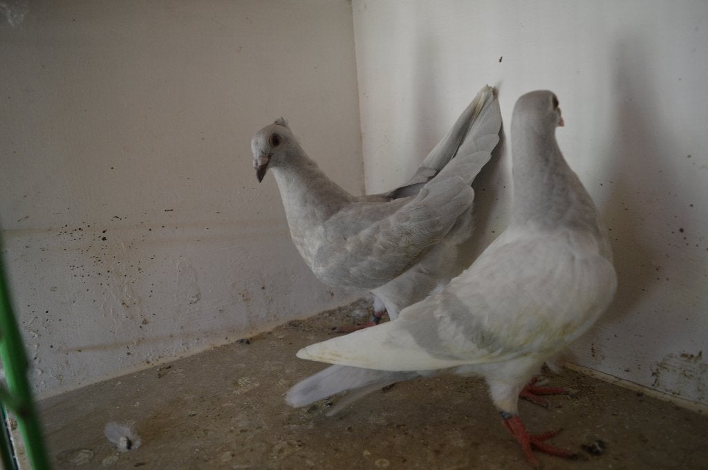 kleurpostduiven, Dieren en Toebehoren, Geslacht onbekend, Postduif
