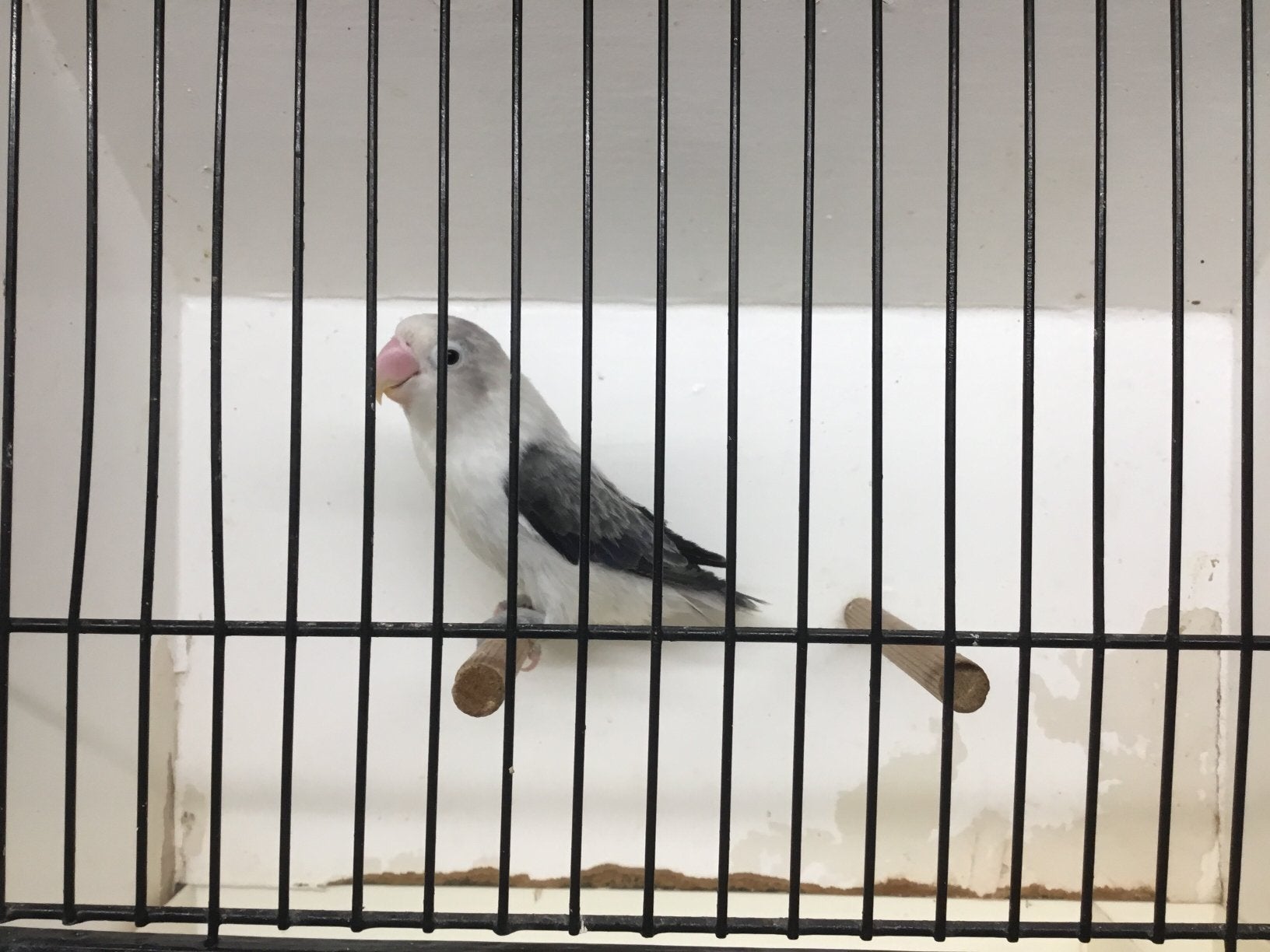 Ficherie