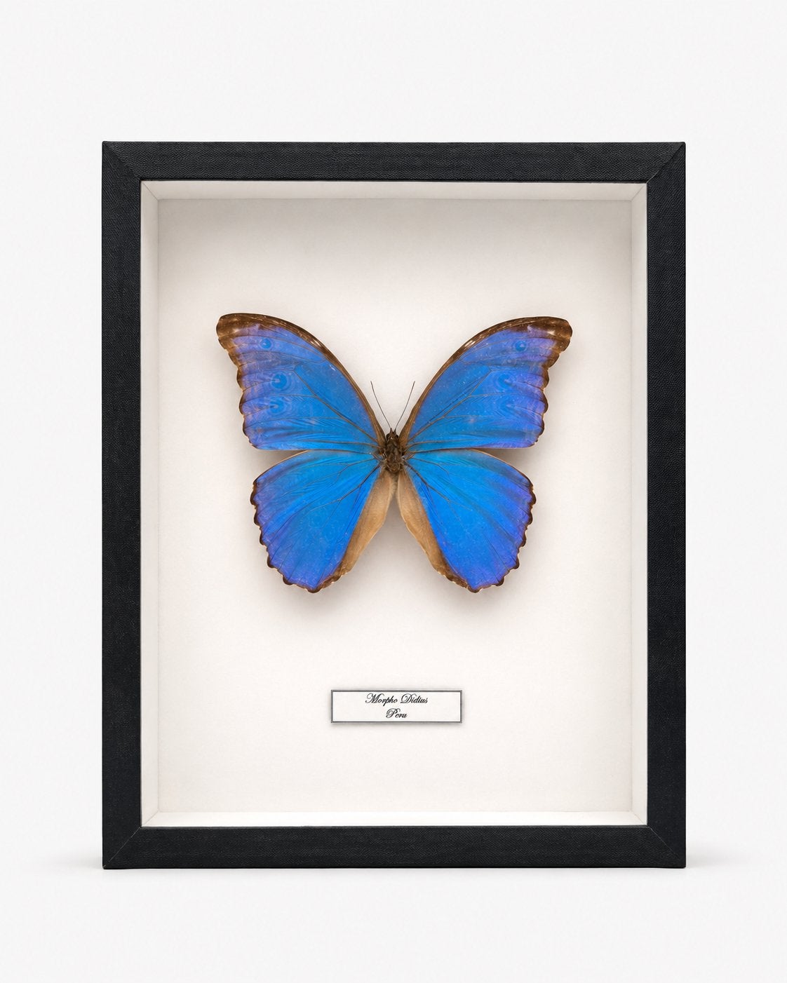 Véritable papillon Morpho Didius bleu du Pérou — encadré, Enlèvement ou Envoi, Insecte, Animal empaillé