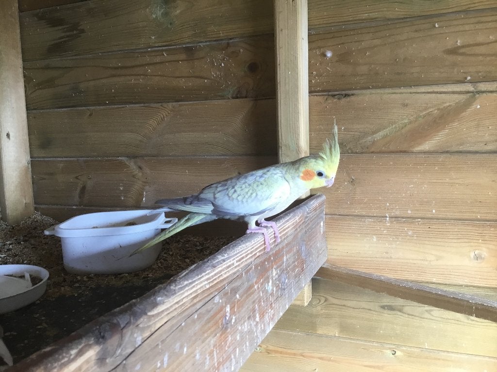 Valkparkiet, Dieren en Toebehoren