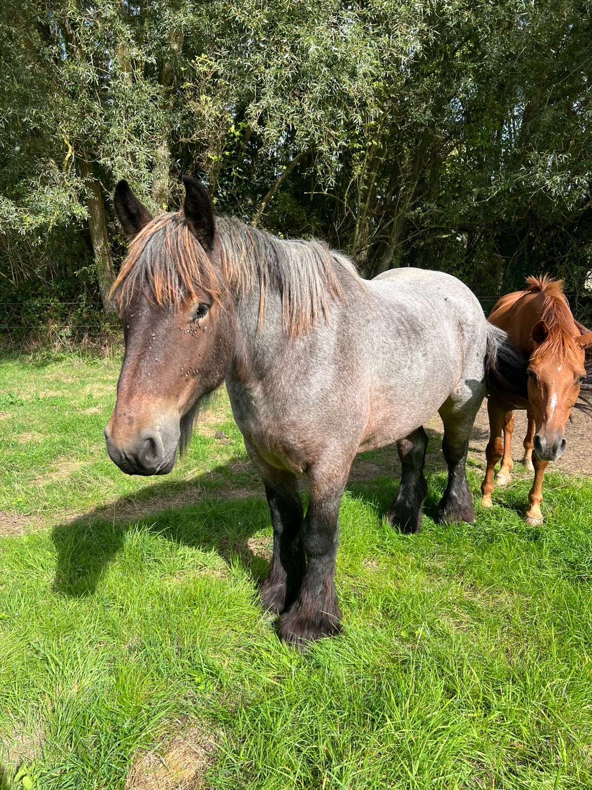 4-jarig boerenpaard, Dieren en Toebehoren, Ruin, Tuigpaard, 3 tot 6 jaar