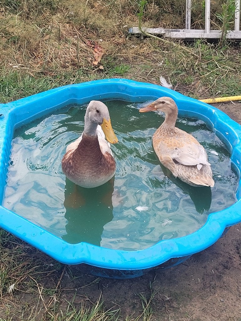 Loopeenden, Dieren en Toebehoren, Overige Dieren, April