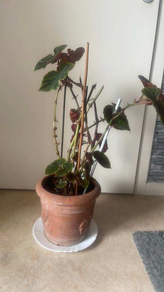 Een heel mooie plant, Enlèvement