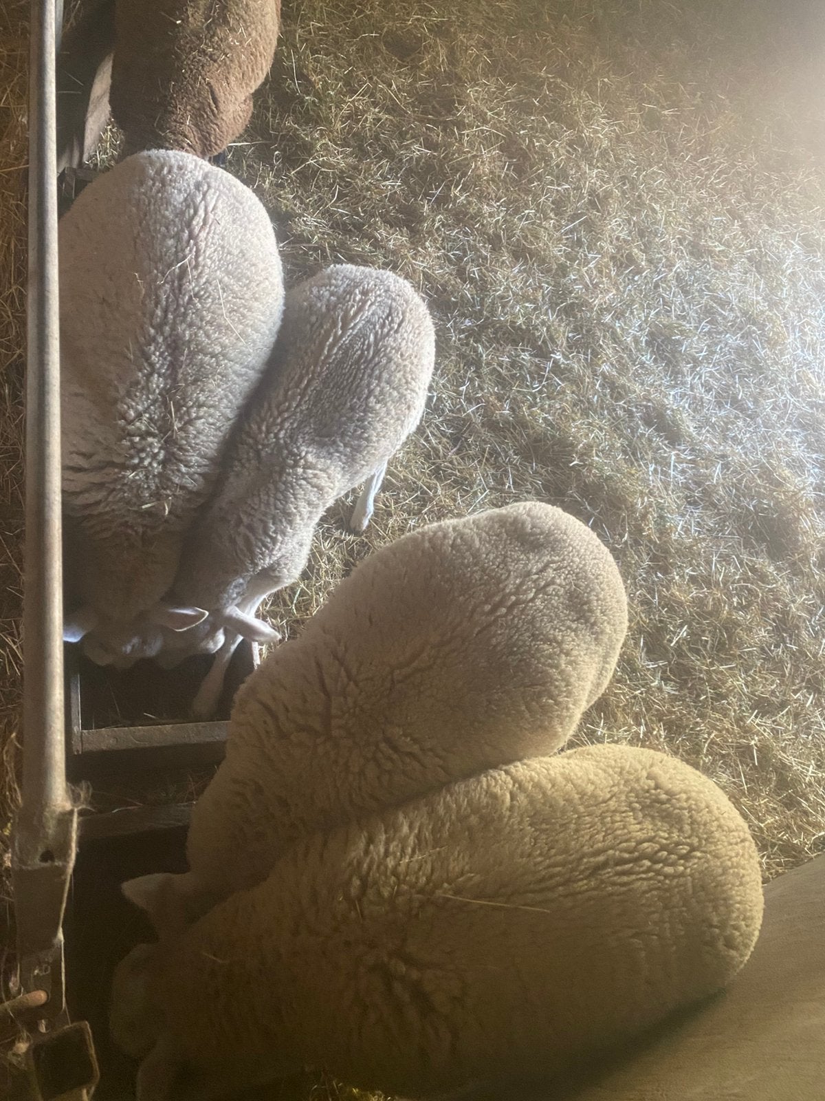 Lammeren te koop, Plusieurs animaux, Mouton, 0 à 2 ans