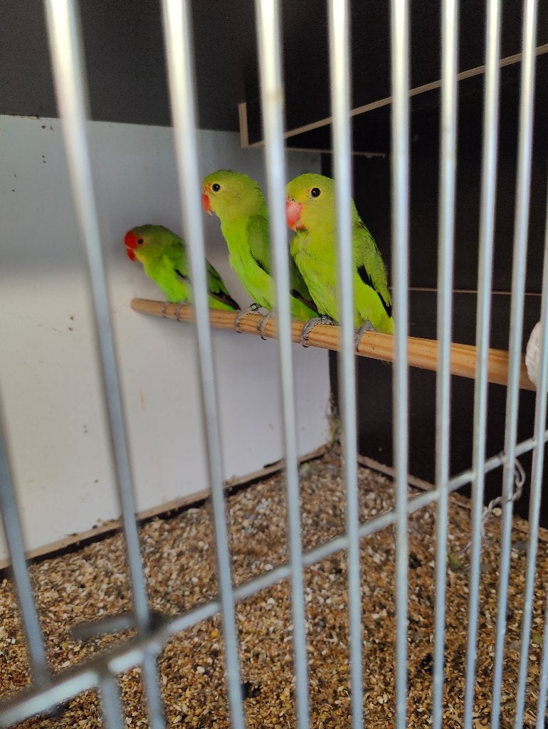 Taranta, Dieren en Toebehoren, Mannelijk, Parkiet, Geringd