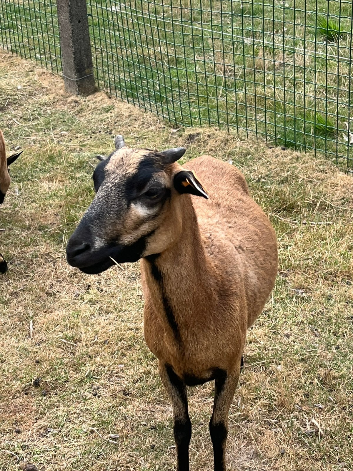 Moutons Cameroun, Plusieurs animaux, Mouton, 0 à 2 ans
