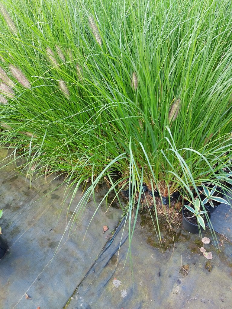 siergrassen pennisetum hameln aan 0,50 euro/stuk, Tuin en Terras, Ophalen, Vaste plant, Siergrassen, Halfschaduw