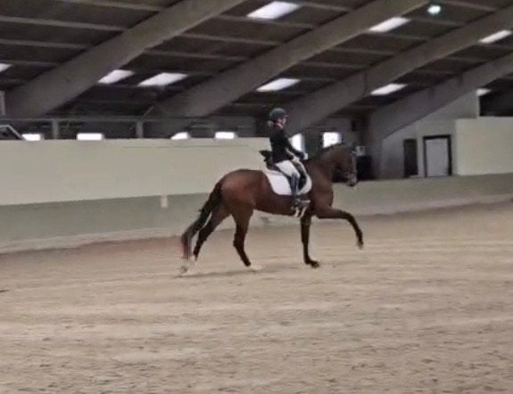 Dressuurpaard, Merrie, Met stamboom, Dressuurpaard, Zadelmak