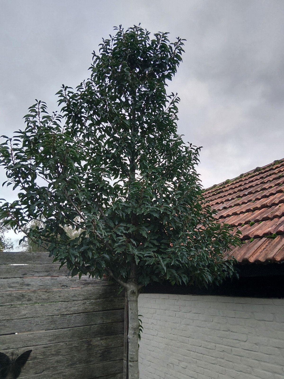 Portugese laurier, Tuin en Terras, Ophalen