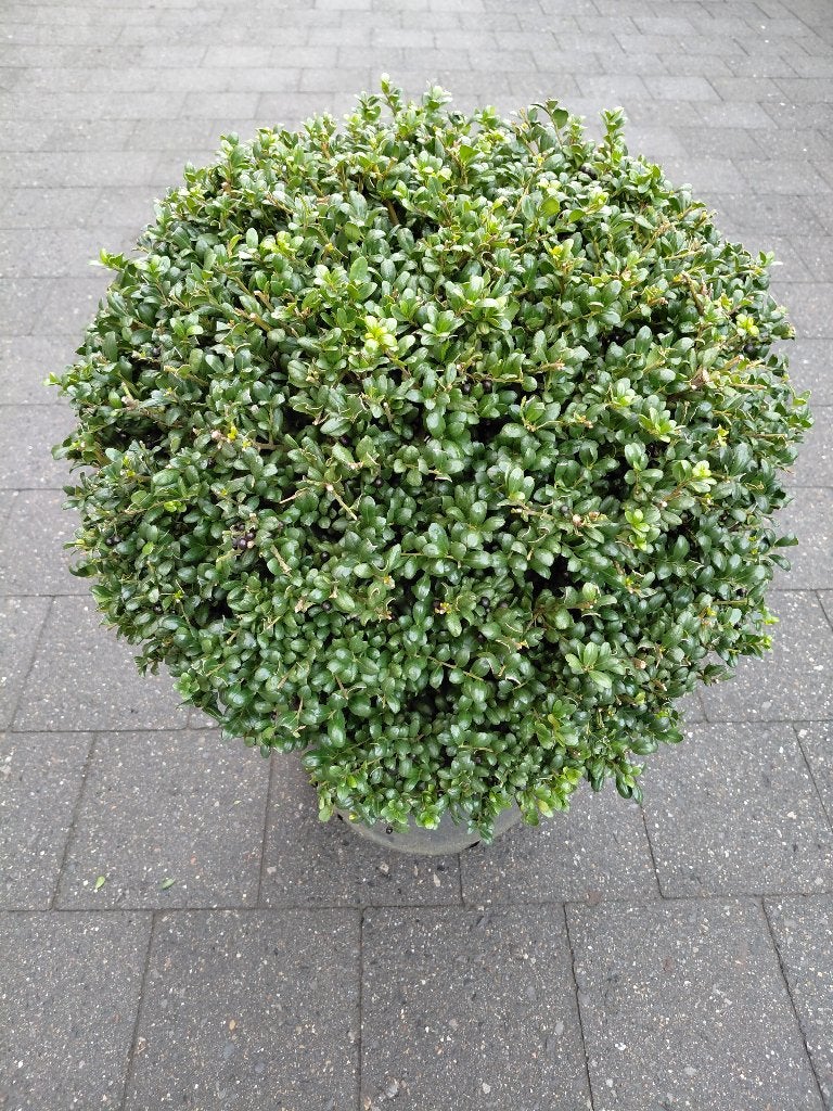 Ilex Convexa Bol, Tuin en Terras, Ophalen, Halfschaduw