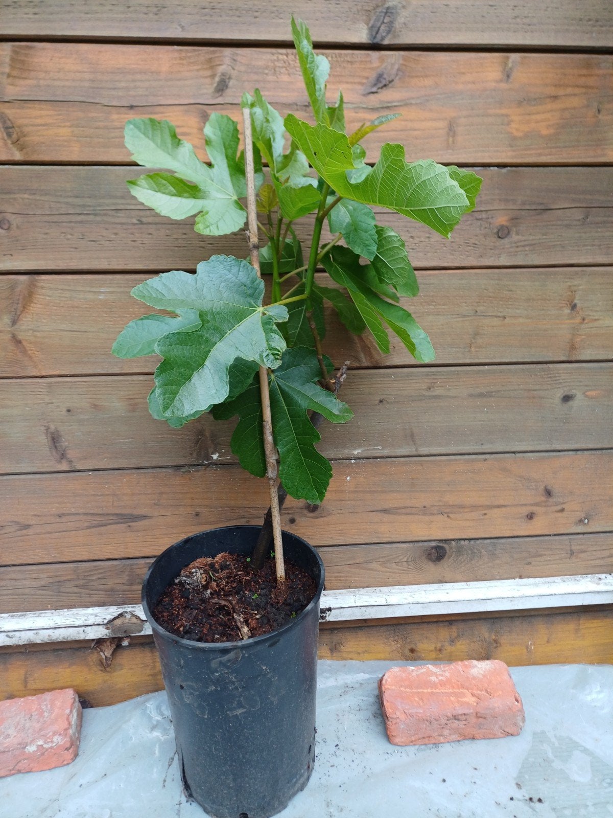 vijgenplant, Enlèvement