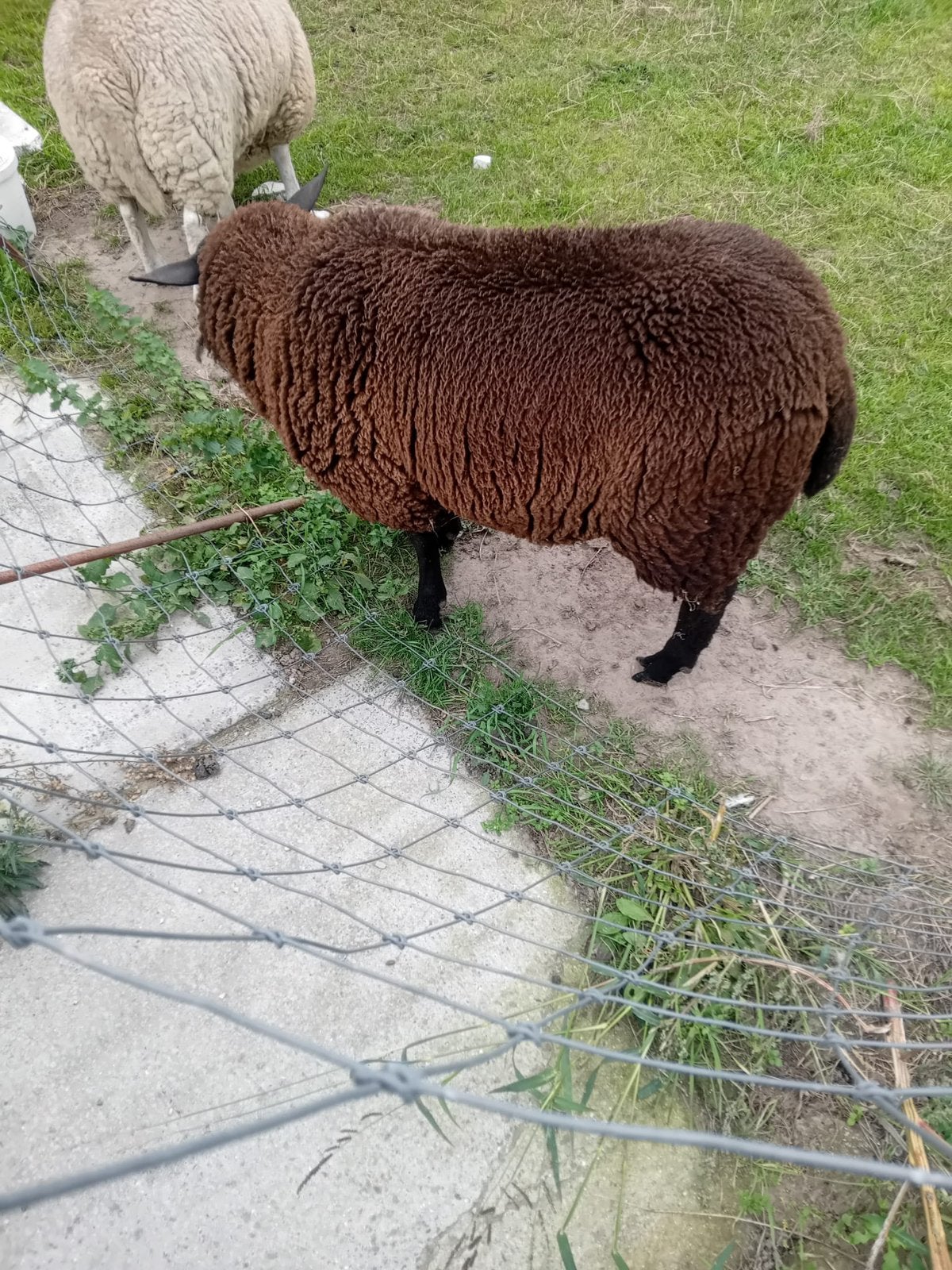 Mooie schaap van 8 maanden 320 euro te koop, Animaux & Accessoires, Mâle, Mouton, 0 à 2 ans