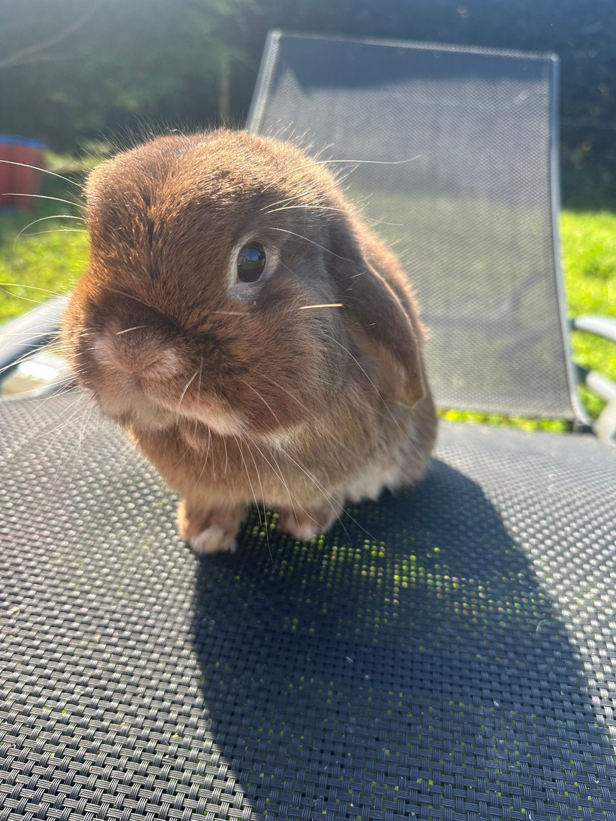 Dekram met stamboom minilop, Dieren en Toebehoren, Mannelijk, Dwerg, 0 tot 2 jaar