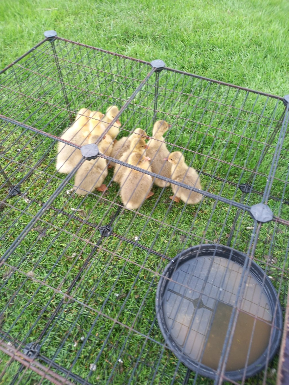 Boerenganzen te koop, Sexe inconnu, Oie ou Cygne