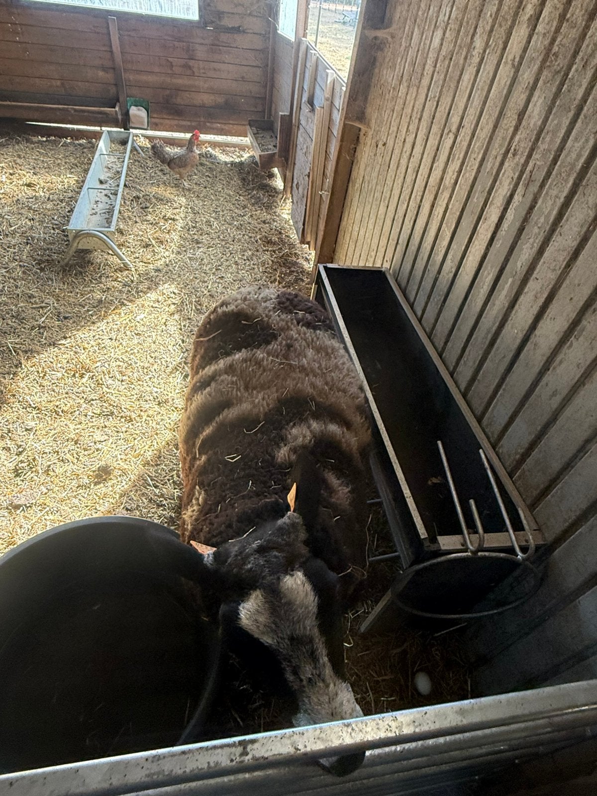 Schapen, Dieren en Toebehoren, Mannelijk, Schaap, 0 tot 2 jaar