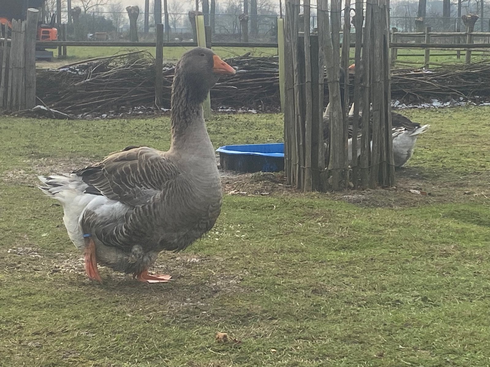 Toulouse dewalp ganzenkuikens, Dieren en Toebehoren, Pluimvee, Meerdere dieren, Gans of Zwaan