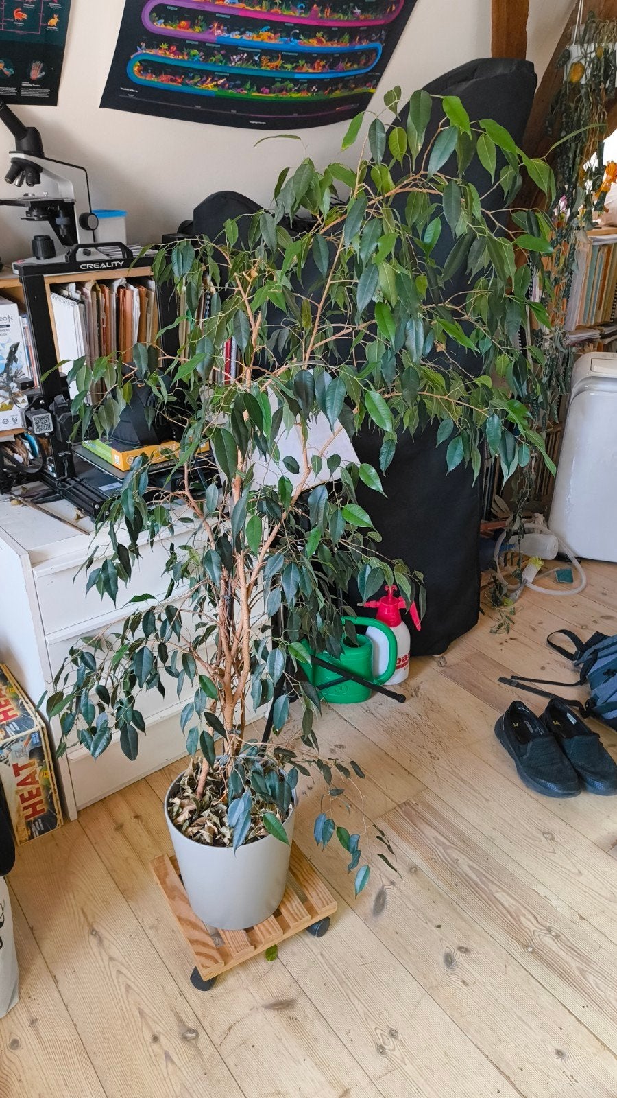 Ficus benjamina, Ophalen, Ficus