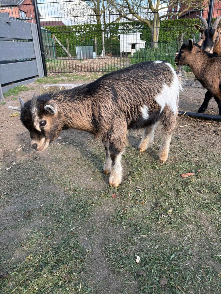 Dwergeitjes te koop, Plusieurs animaux, Chèvre, 0 à 2 ans