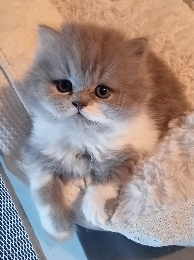 Brits Korthaar/Langhaar kitten, Kater, Gechipt, 0 tot 2 jaar