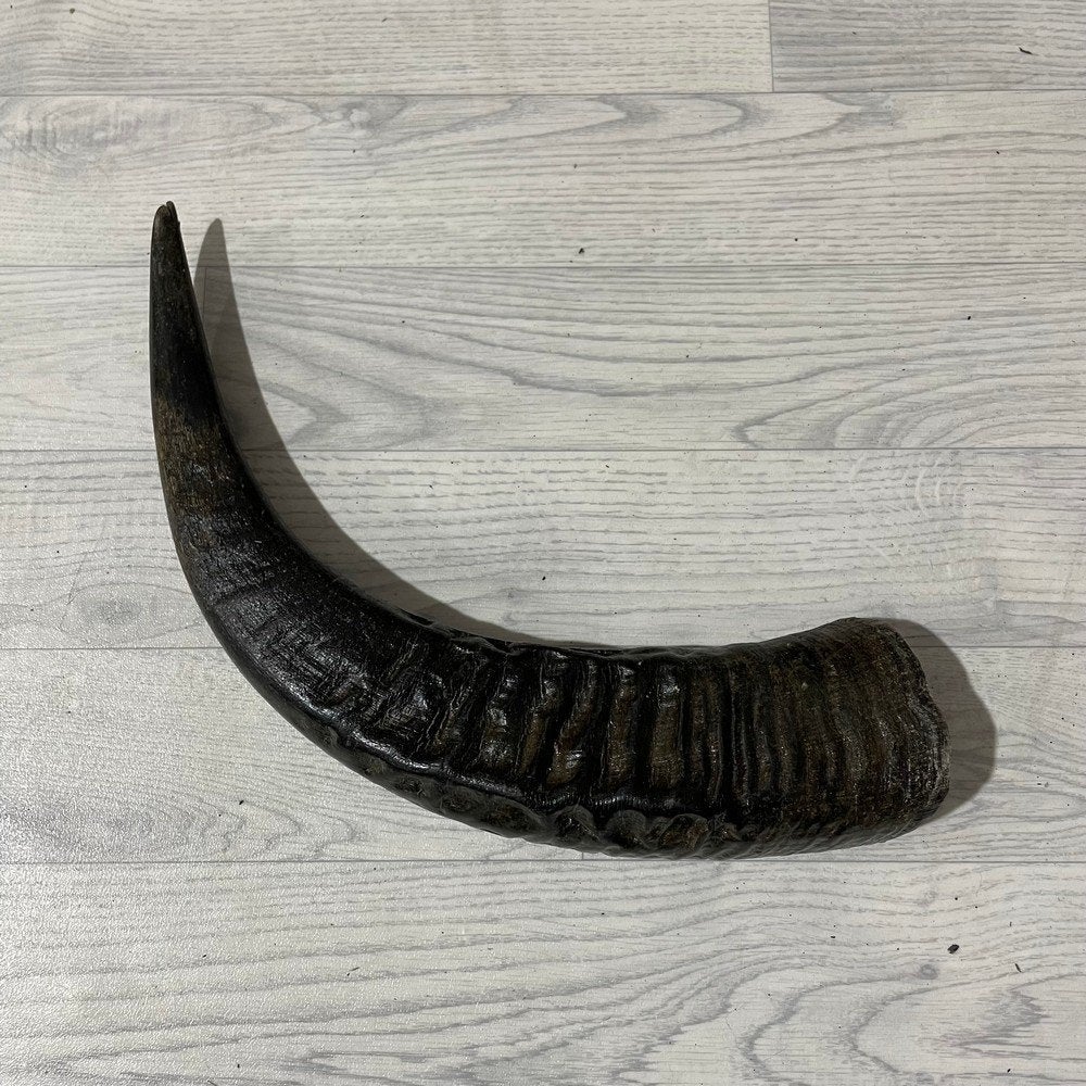 Waterbuffel hoorn los 55cm nr 323 | Lederstore, Collections, Enlèvement ou Envoi, Neuf, Animal de ferme, Bois ou Tête