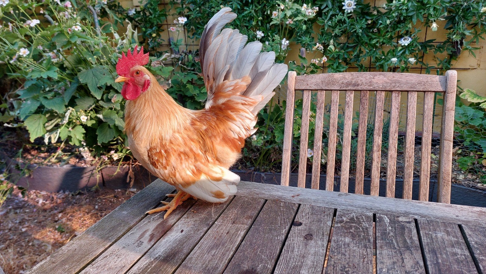 Jong haantje, Dieren en Toebehoren, Mannelijk