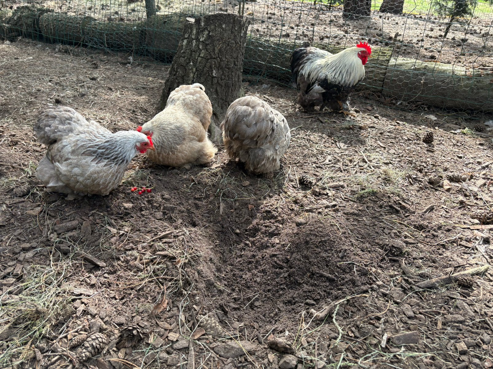 Cochin kriel toompje, Dieren en Toebehoren, Meerdere dieren, Kip