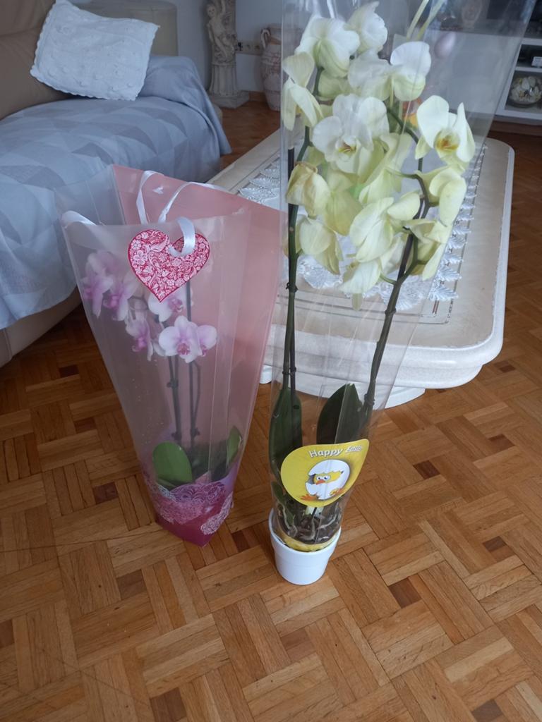 2 orchidee, Maison & Meubles, Plantes d'intérieur