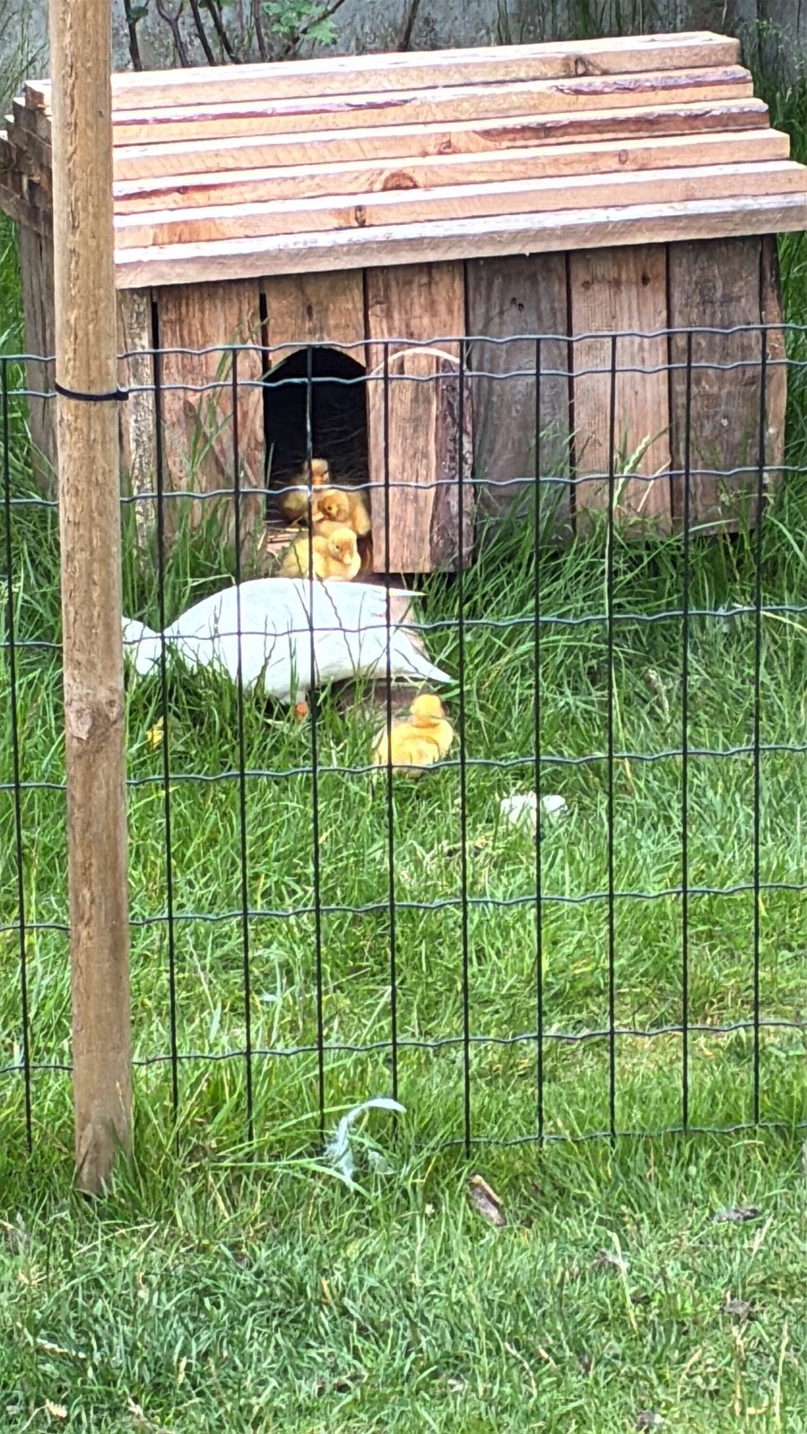 Poussins charlatans hollandais, Sexe inconnu, Canard