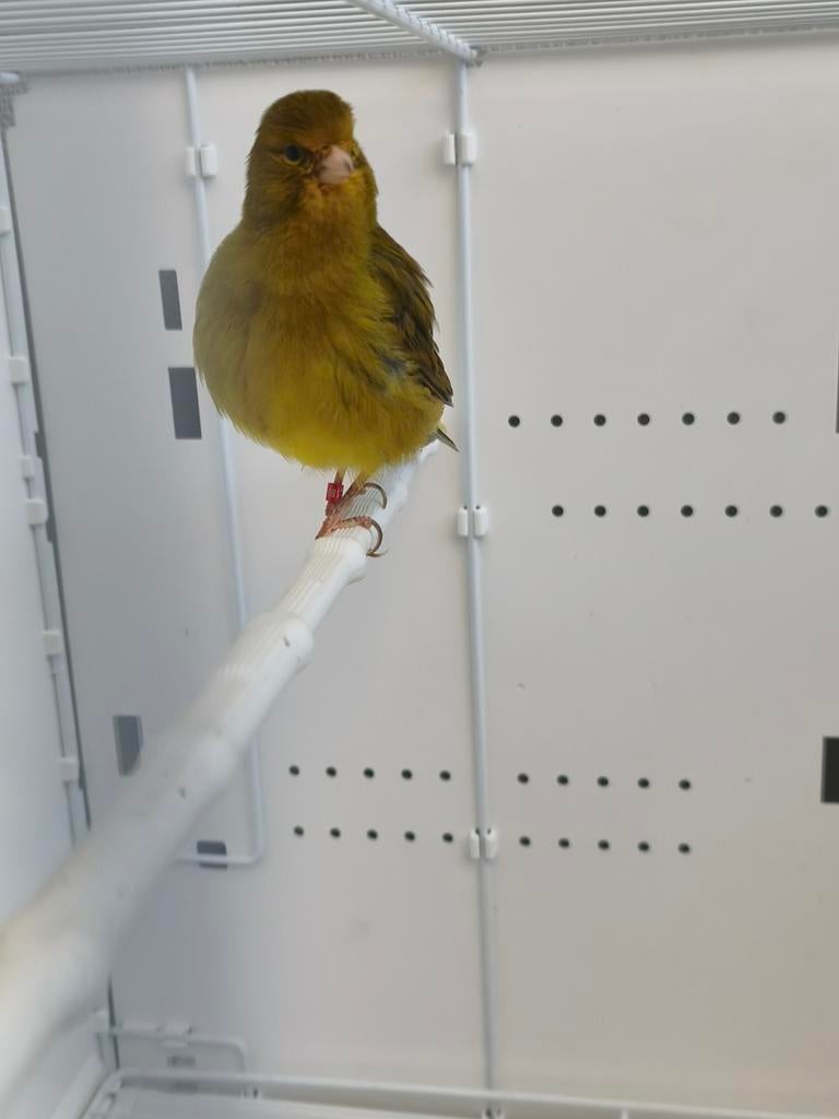 Kanarie Five Fancy Man, Dieren en Toebehoren, Vogels | Kanaries, Mannelijk, Postuurkanarie