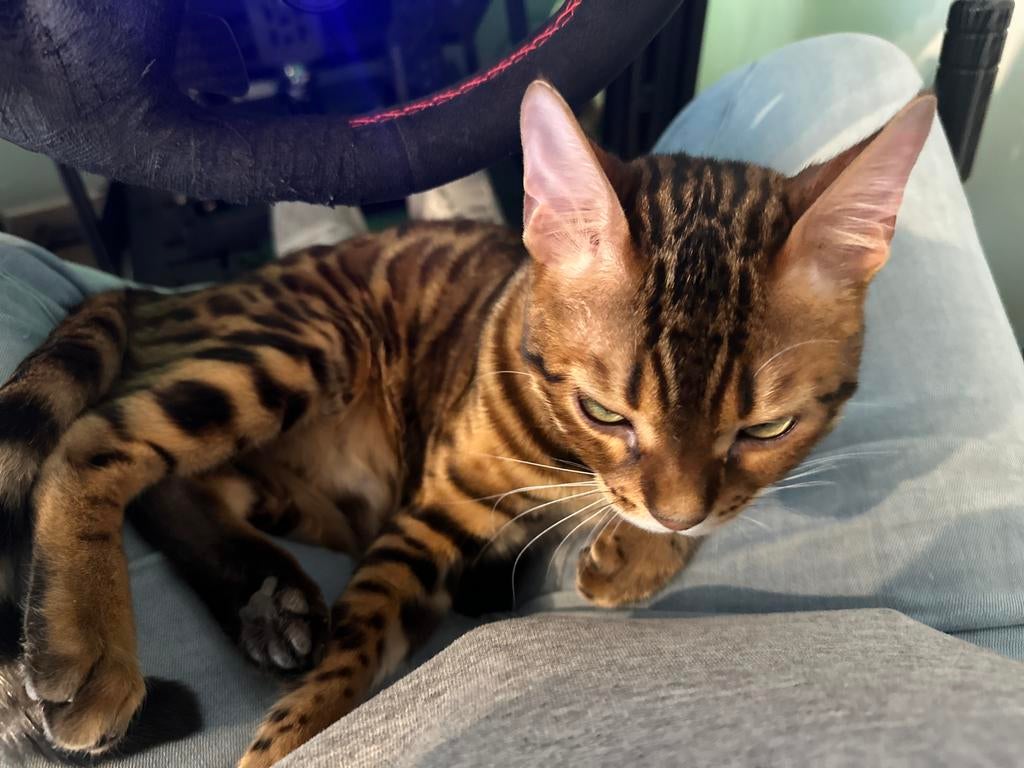 Dekkater enkel interesse peiling niet te koop, Dieren en Toebehoren, Katten en Kittens | Raskatten | Korthaar, Kater, Met stamboom
