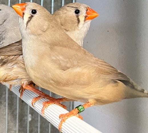 Zebravink poppen en mannen, Dieren en Toebehoren