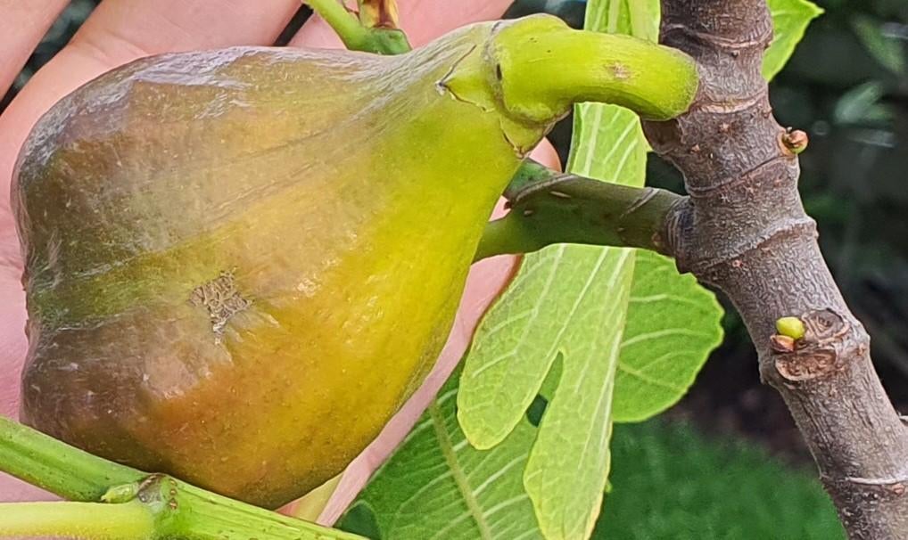 Vijgenboom 'HARDY FIG' Ficus Carica 1v13, Ophalen, In pot, Herfst, 100 tot 250 cm