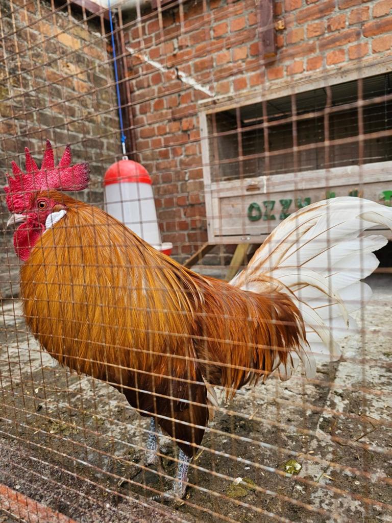 1 haan en 1 kip, Dieren en Toebehoren, Pluimvee, Kip