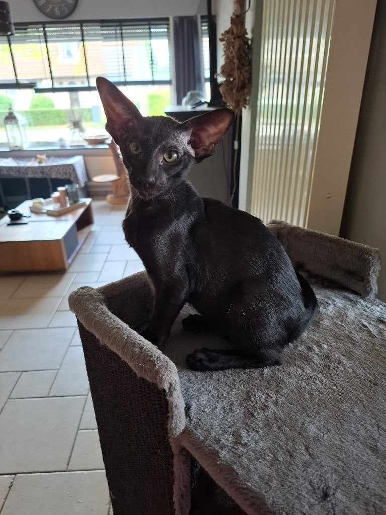 Ebony Oosterse Korthaar katertje – stamboom, Chat, Avec pedigree, 0 à 2 ans