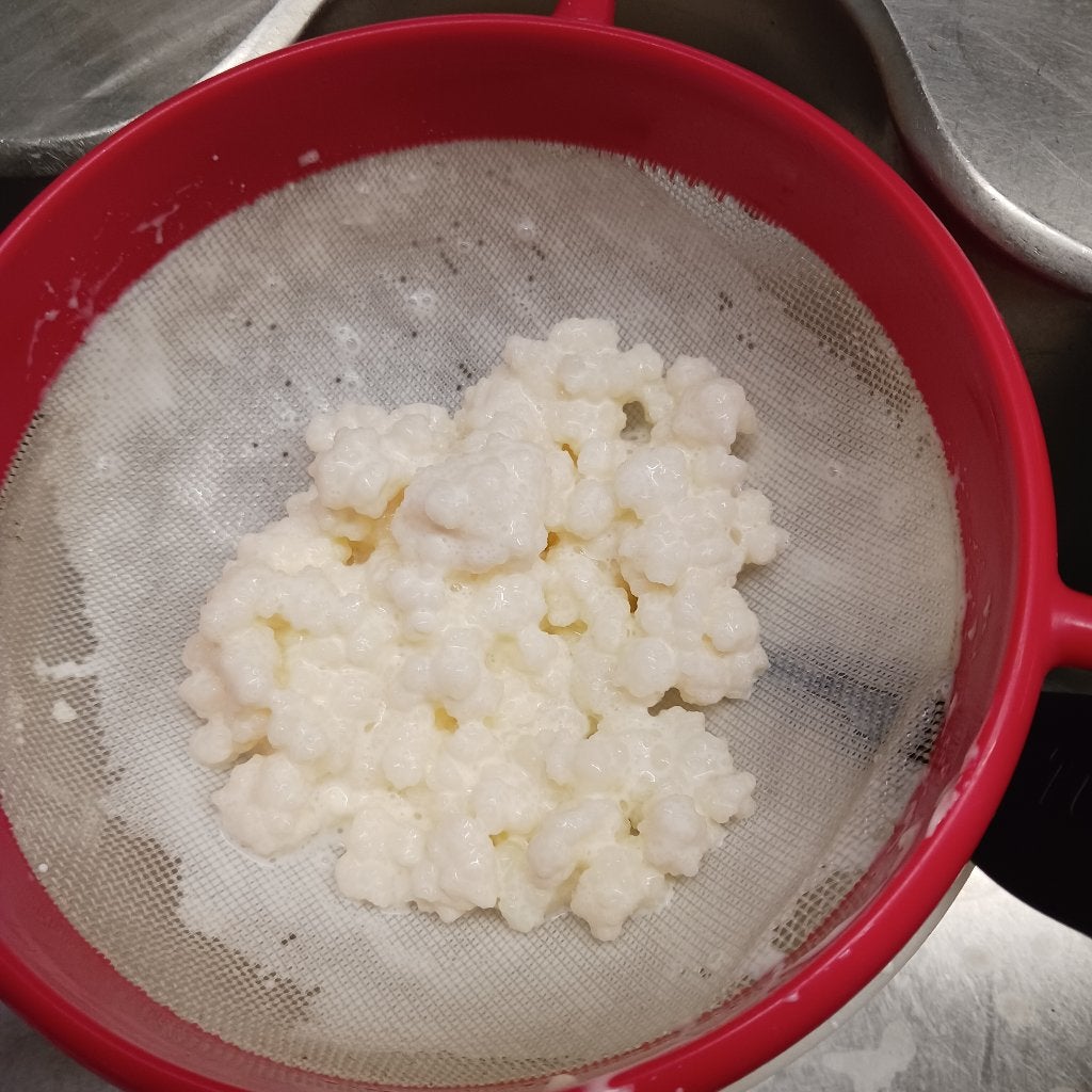 melkkefir - kefirbloemen om zelf kefir te maken, Ophalen, Gebruikt