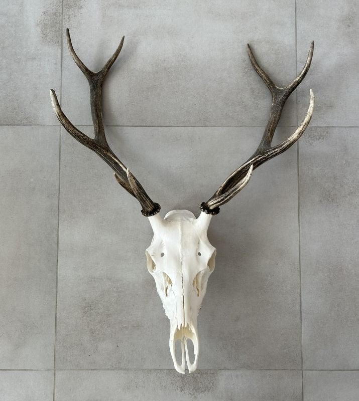 Mooi hertengewei met schedel - gewei edelhert 58 cm, Ophalen, Gebruikt, Hert, Gewei of Kop