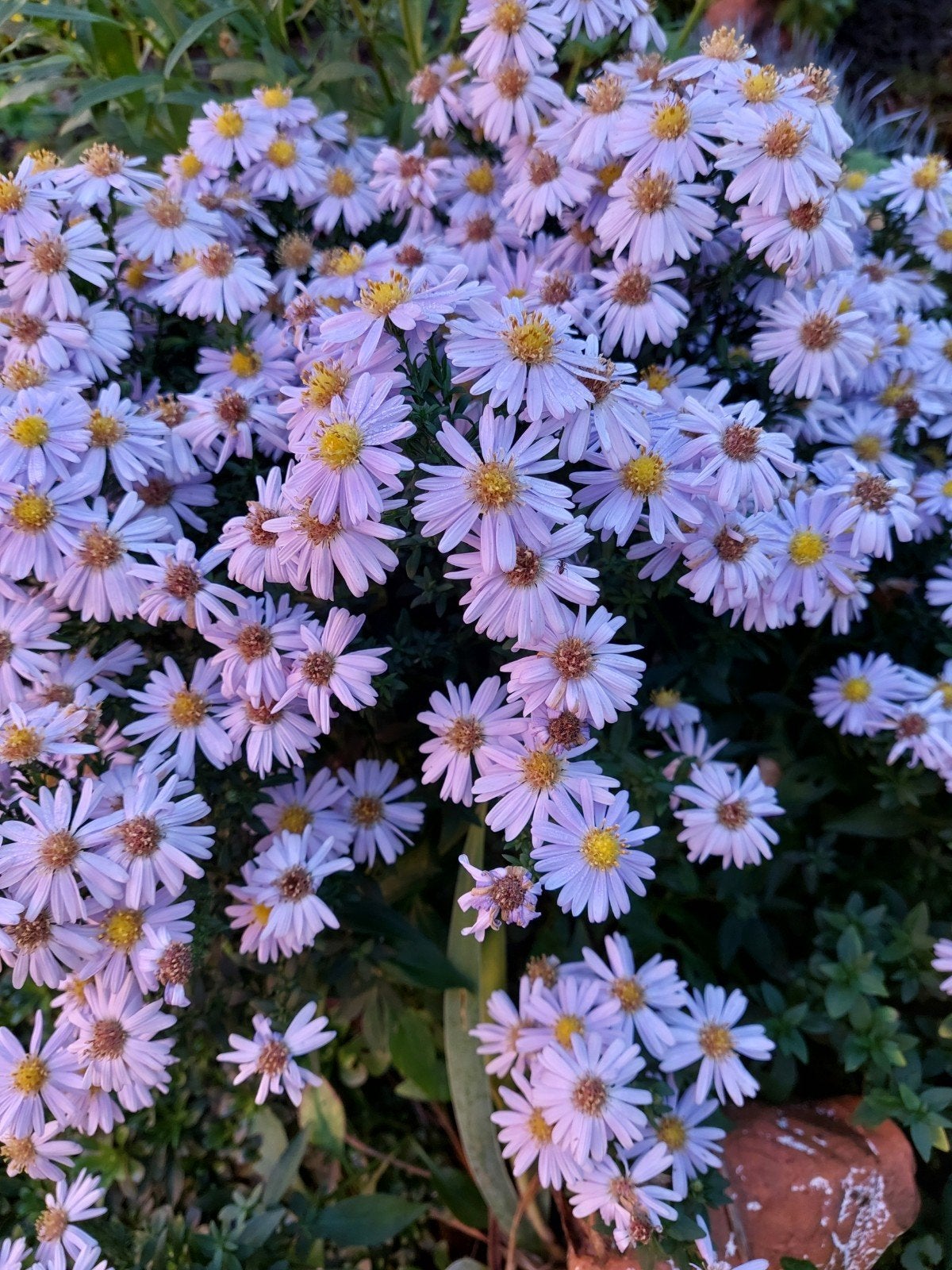 Aster, 2€per pot, Ophalen, Herfst