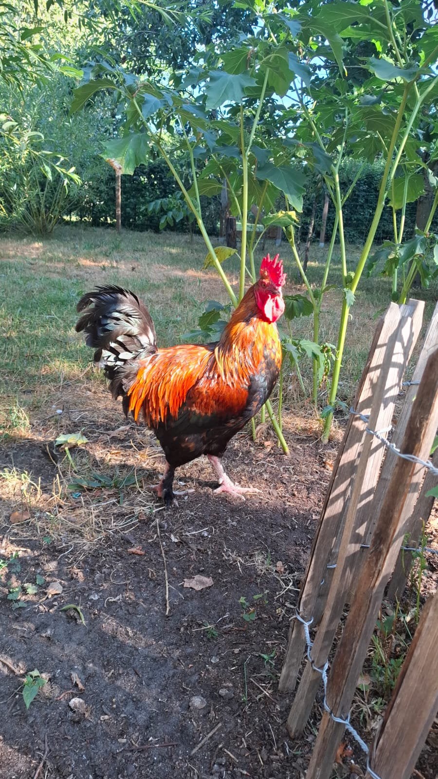 Marans zwart koperhals haan - gratis, Dieren en Toebehoren, Pluimvee, Mannelijk, Kip