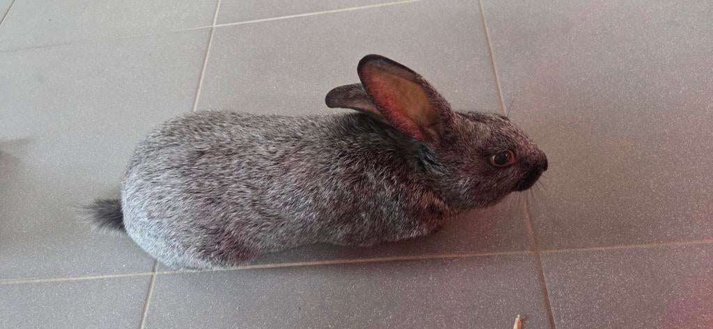Stampertje zoekt een nieuwe thuis!, Dieren en Toebehoren, Konijnen