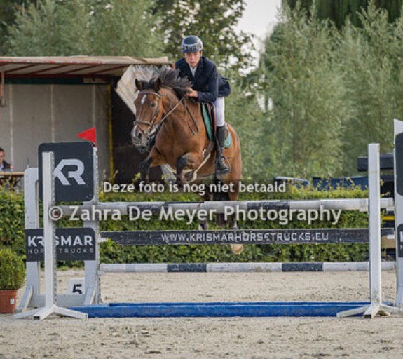 D-sportpony, Dieren en Toebehoren, Ruin, D pony (1.37m tot 1.48m), Springpony, 11 jaar of ouder