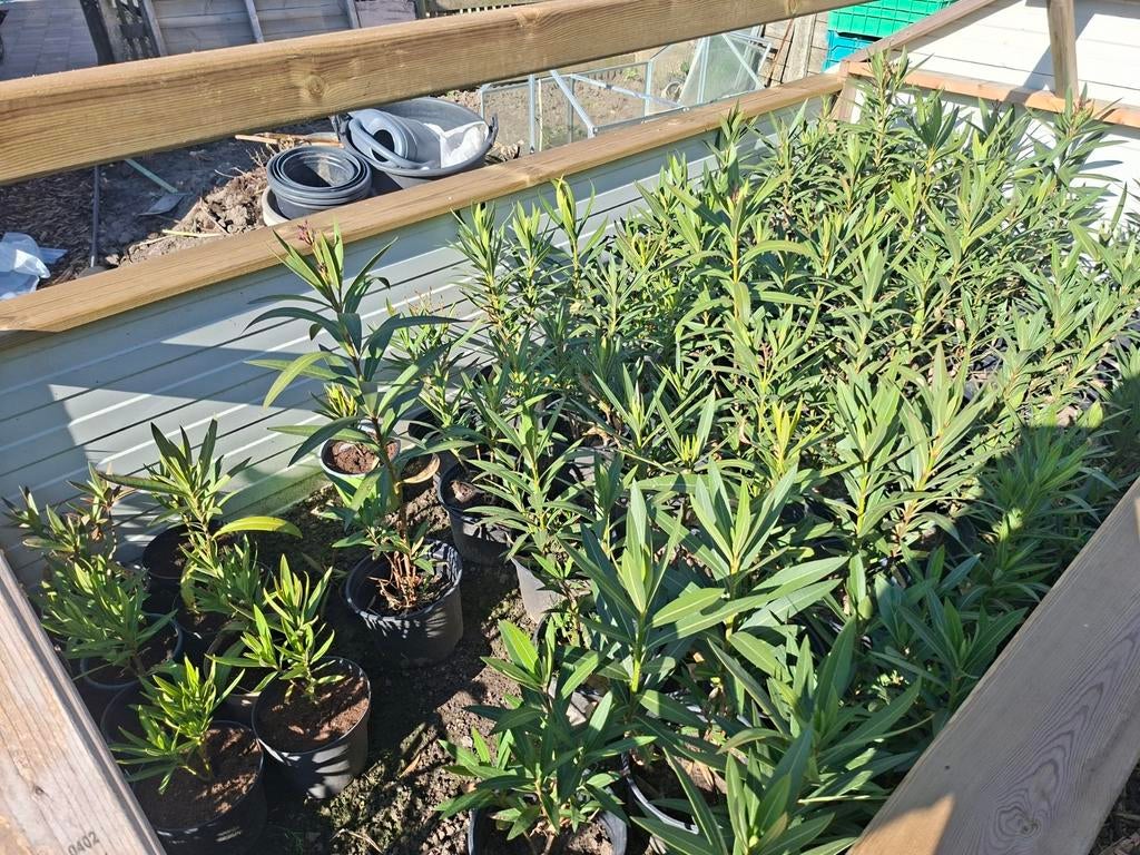 Oleander, Tuin en Terras, Ophalen