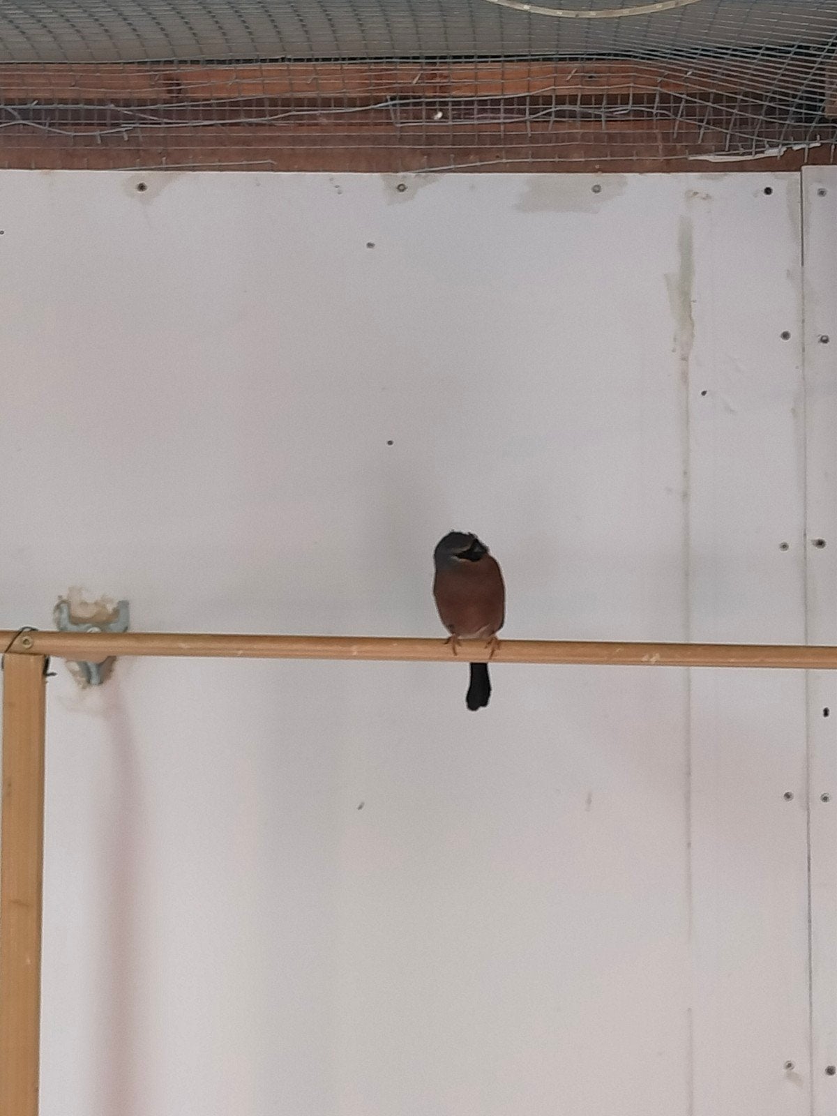 zoek maskergoudvinken., Dieren en Toebehoren, Vrouwelijk