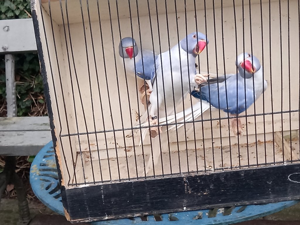 Halsband parkiet, Dieren en Toebehoren, Vogels | Parkieten en Papegaaien, Parkiet