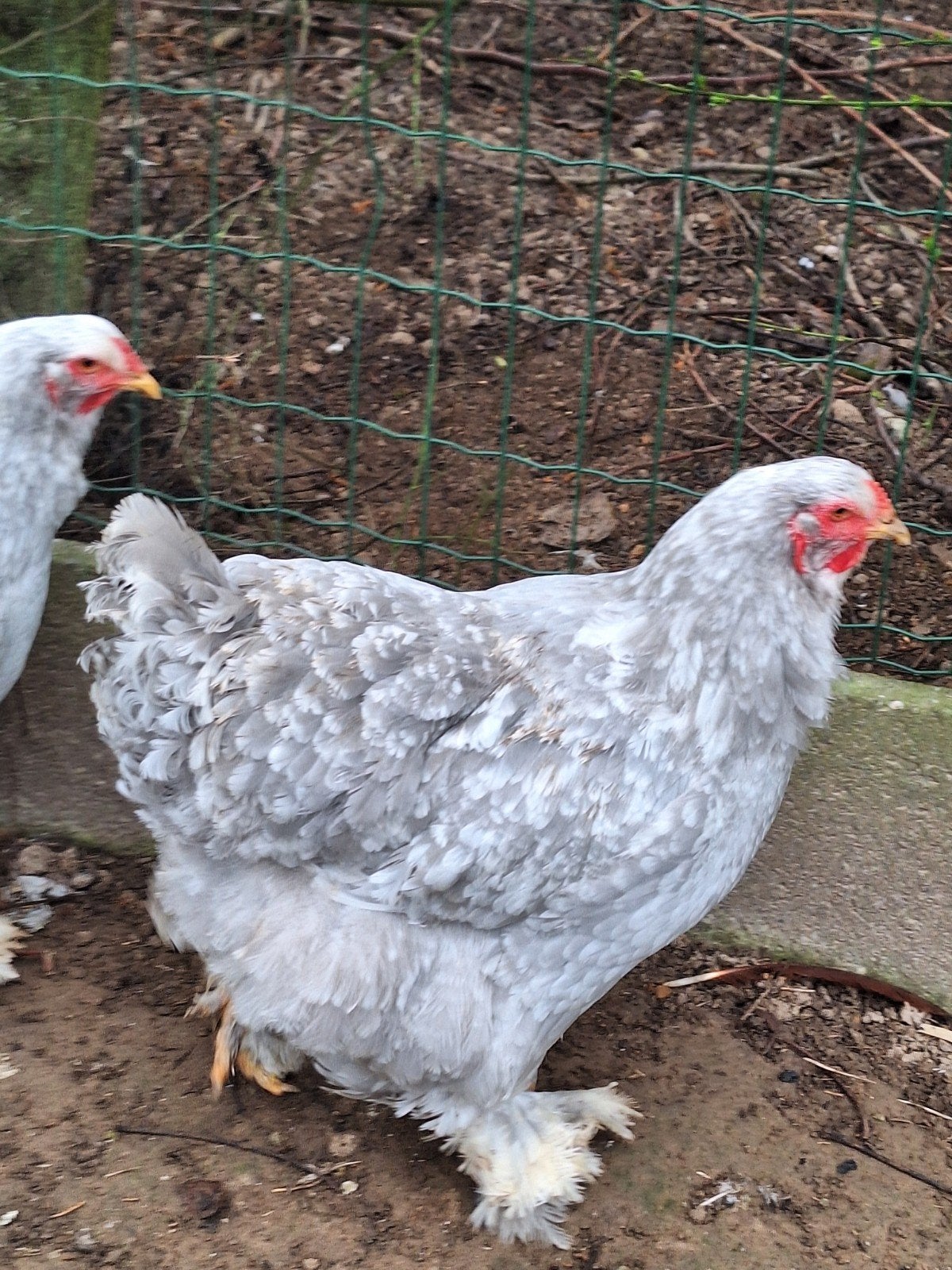 brahma parelgrijs wit gepareld, Dieren en Toebehoren, Meerdere dieren, Kip