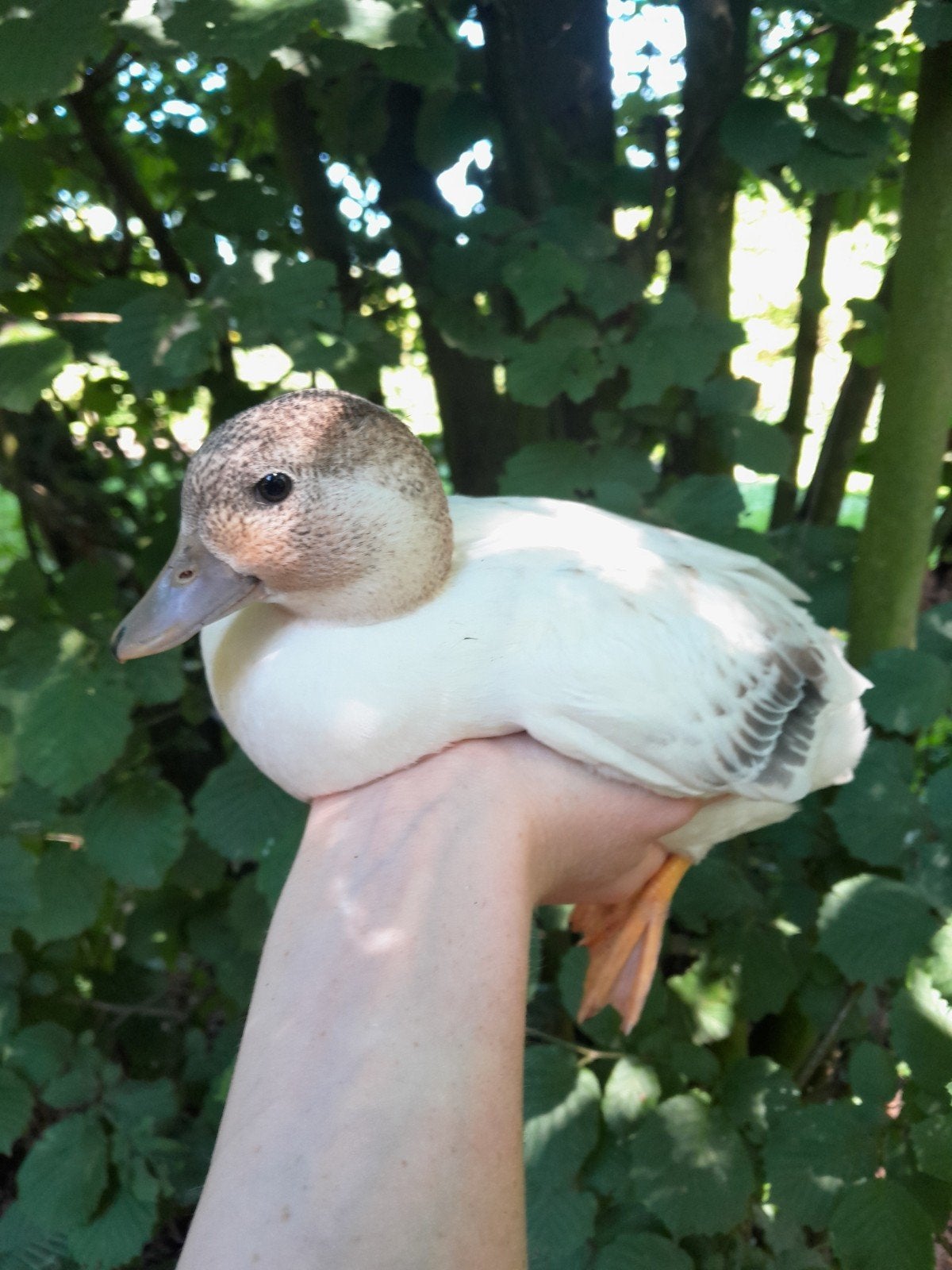 Hollandse kwakers beschikbaar, Dieren en Toebehoren, Pluimvee, Eend, Meerdere dieren